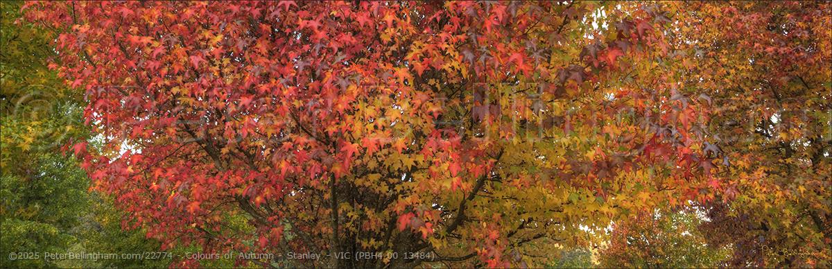 Peter Bellingham Photography Colours of Autumn - Stanley - VIC (PBH4 00 13484)